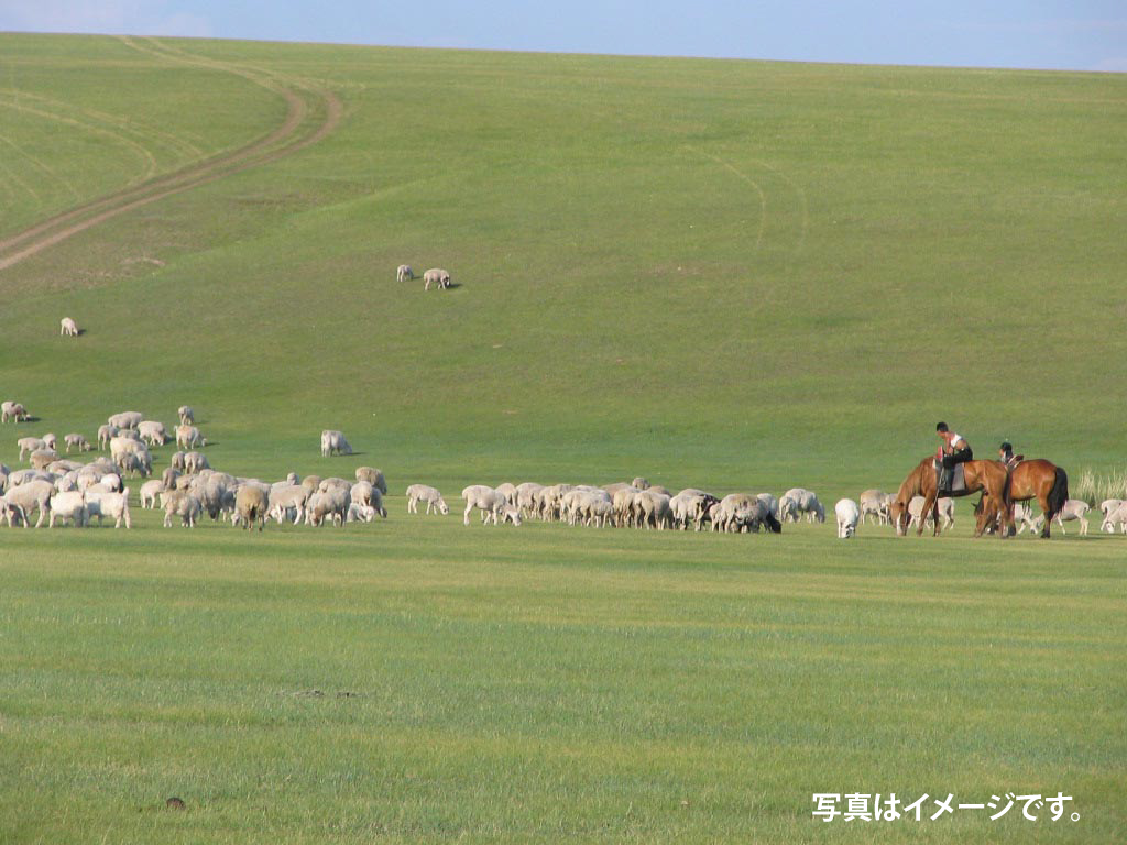 シアバター