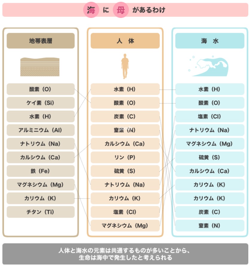 MCMは人間の体液（血液）とほぼ同じミネラルバランス。