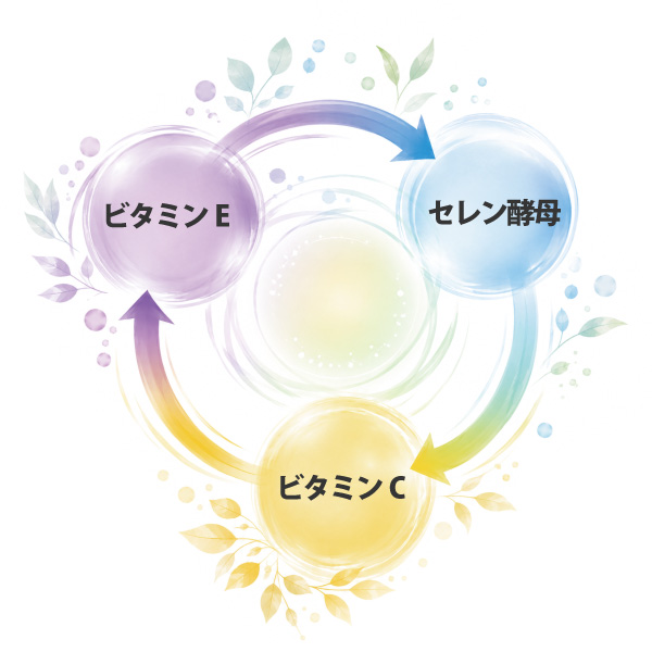 「セレン酵母×ビタミンE×ビタミンC」によるバリア