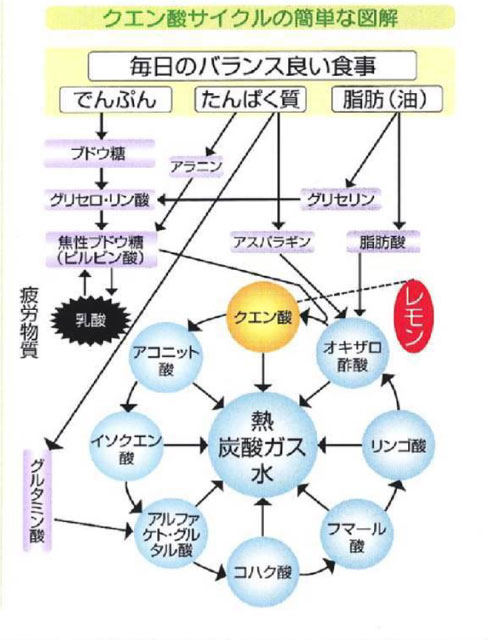 クエン酸サイクルとは？