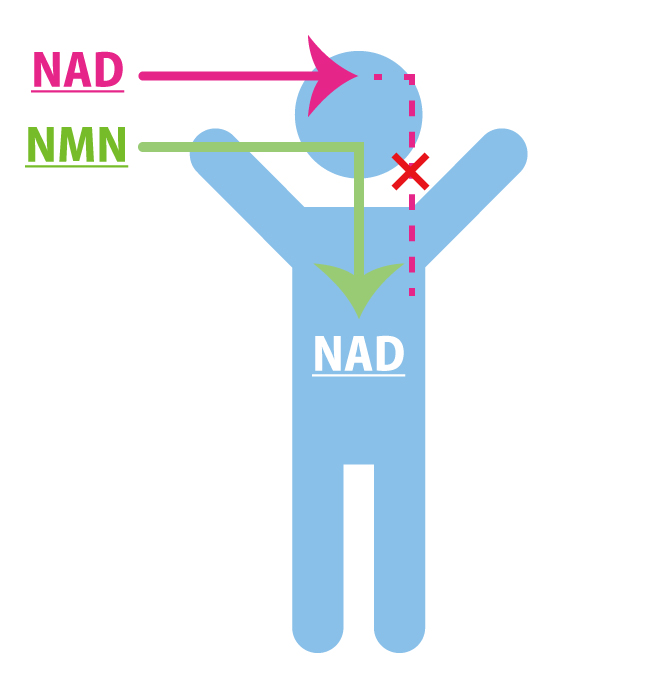 NMNはNADへ変換される