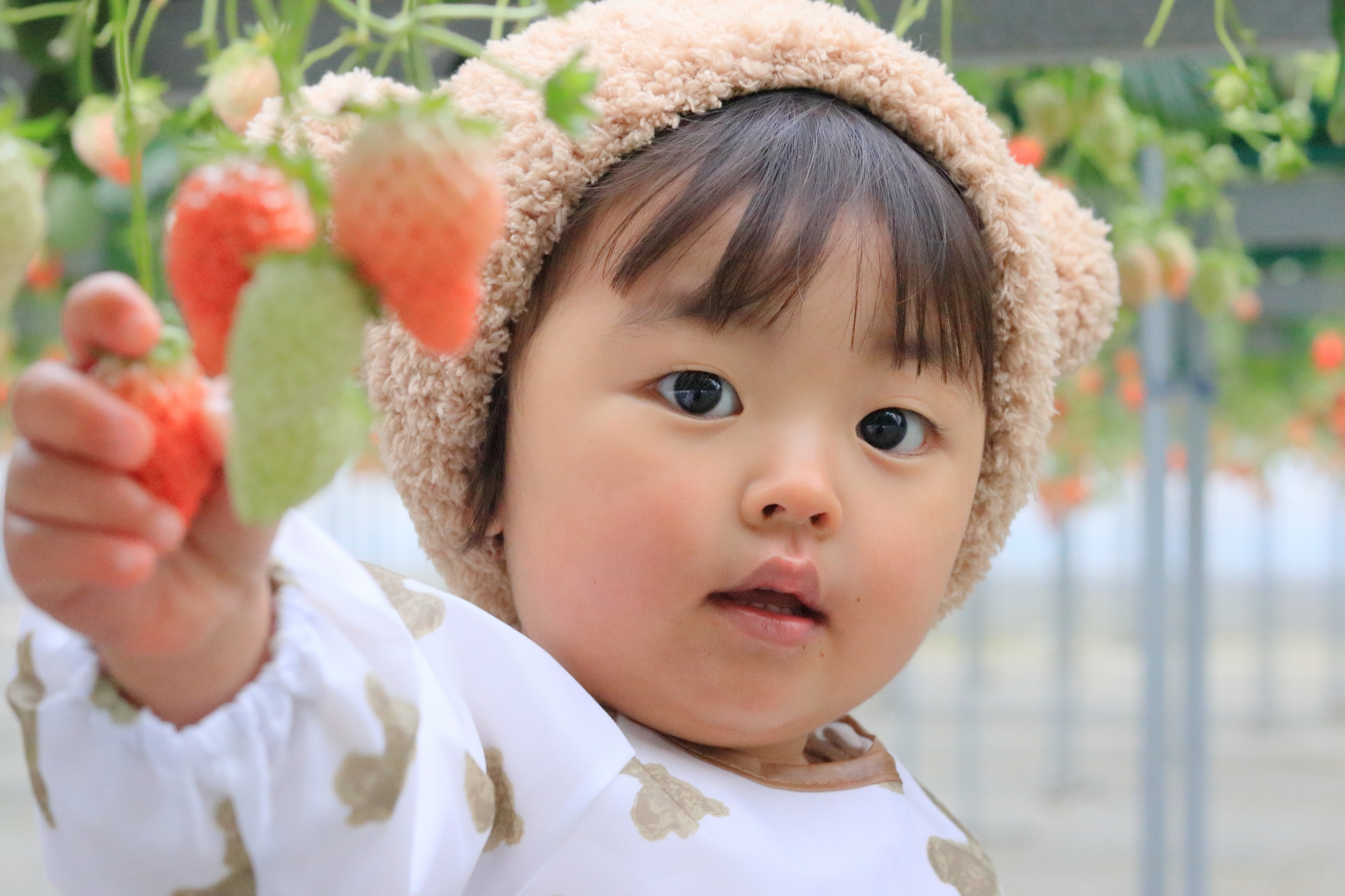 いちごの花言葉は「幸福な家庭」